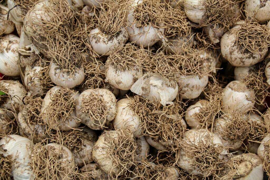 Garlic Ground