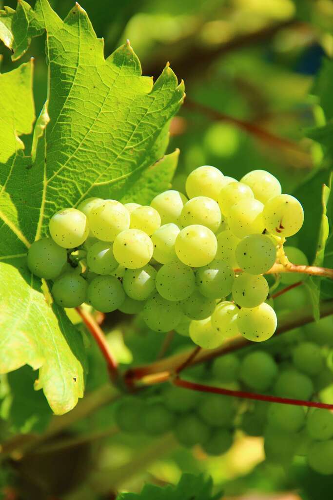Grapes White