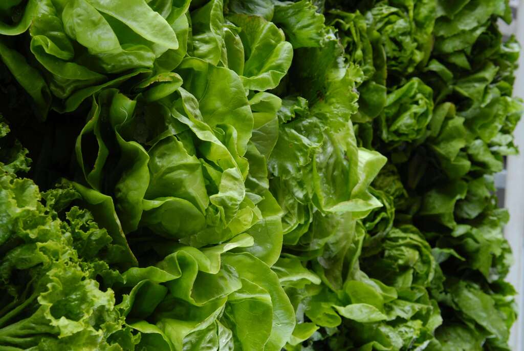 Lettuce Lollobiondi Punnet