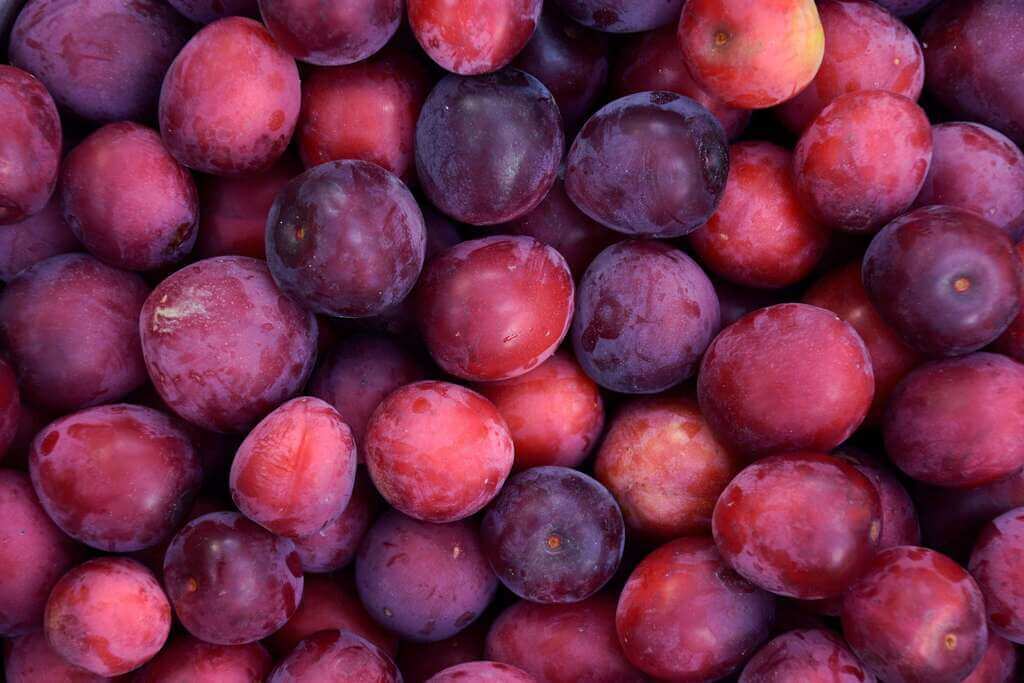 Plums Red