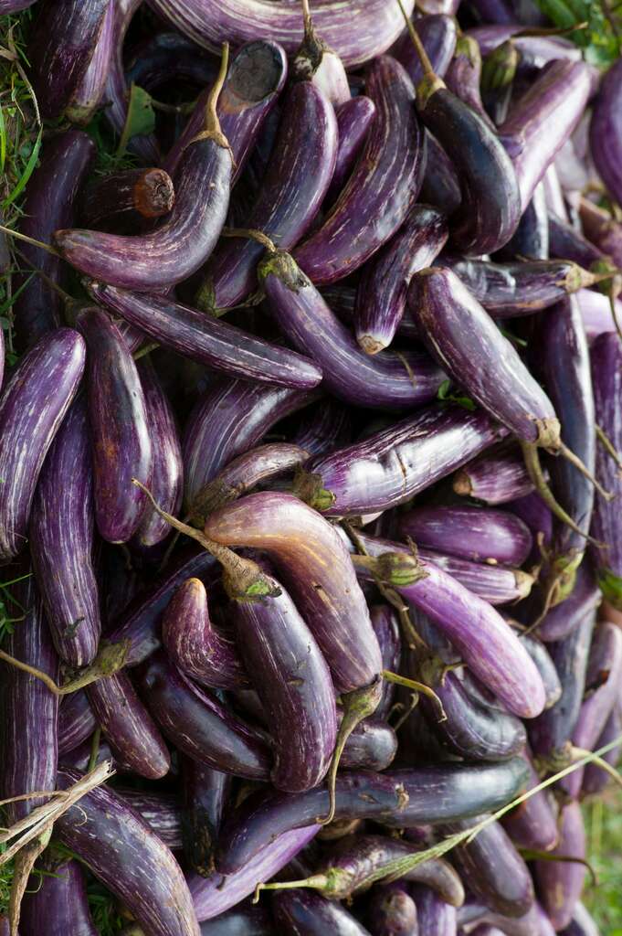 Qassim Eggplant