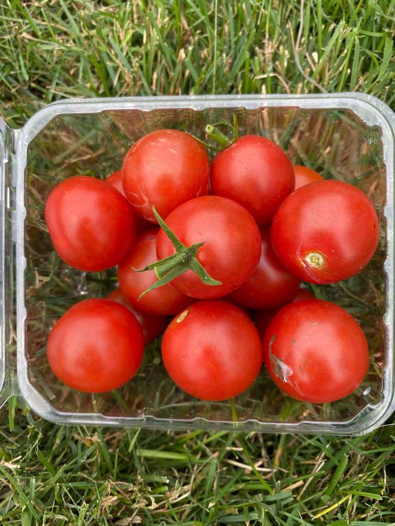 Tomato Cherry Qassim