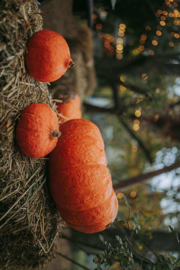 Pumpkin Sliced Tray Pack